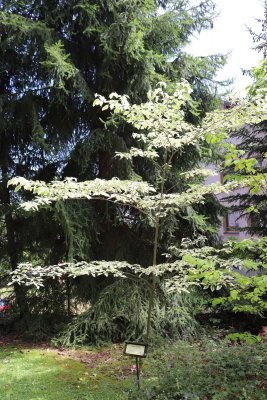 Cornus controversa 'Variegata' - svída sporná - celek